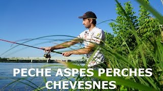 Pêche Aspes perches Chevesnes au leurre  Attaques en directes [upl. by Ecneralc]