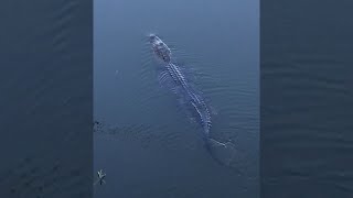 Residents spot alligator in Lay Lake [upl. by Alleira]