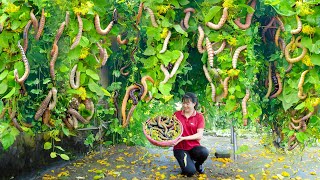 Women Harvesting Silkworm goes to maerrket sell  Harvesting and cooking  Lý Tiểu Luyến [upl. by Levona182]