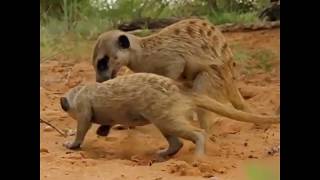 Duel farouche entre un suricate et un scorpion venimeux [upl. by Ardelia235]