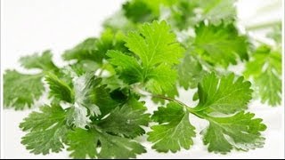 Skin Health Benefits of Cilantro  Health Benefits of Cilantro [upl. by Nail]