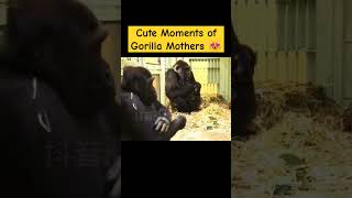 Cute Moments of Gorilla Mothers 😍❤️ gorillafamily monkey cute gorilla zoo [upl. by Vallo]