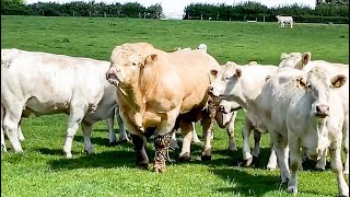 Charolais bull doesnt like to waste any time with the cows starts the action within a minute [upl. by Colene]