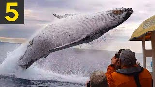 Top 5 AMAZING Whale Spotting Moments [upl. by Adnaloy]