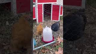 Follow for useless chicken content ❤️🐓 backyardchickens chickens chickensofyoutube [upl. by Indihar576]