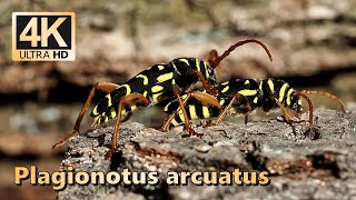 Longhorned beetle Plagionotus arcuatus [upl. by Vernor]