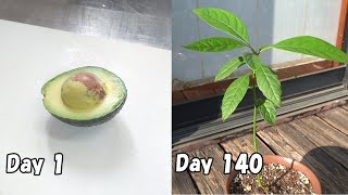 食べたアボカドの種を植えたら、80日後に約30cmまで成長した  How to grow avocado from store bought avocado [upl. by Ethelin]