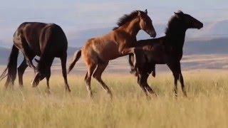 Bighorn Canyon Wild Horses  Foals playing [upl. by Malim]