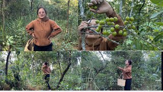 Collecting gooseberries in the junglefor making gooseberry juice n candy [upl. by Deehsar]