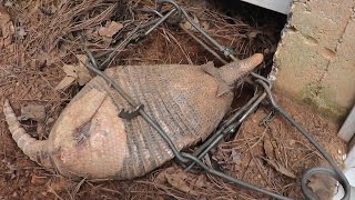 Trapping Armadillos with Conibears [upl. by Boak]