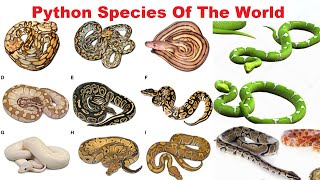 Python Species  All Python Species Of The World [upl. by Innig662]