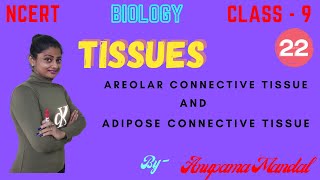 TISSUES  AREOLAR AND ADIPOSE CONNECTIVE TISSUE  CLASS  9  BIOLOGY [upl. by Aamsa]