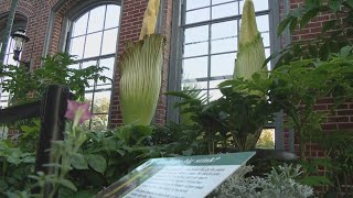 Corpse flower in bloom at Missouri Botanical Garden [upl. by Mandell]