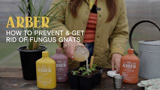 How to Get Rid of Fungus Gnats Effective Methods and Prevention Tips for Indoor  Outdoor Plants [upl. by Rennob]