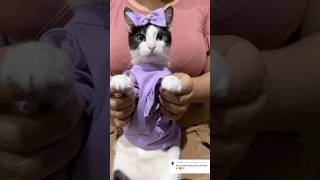 Comenta tu color favorito💜 cats catlover cat shortvideos shorts viralvideo dance [upl. by Bruni]