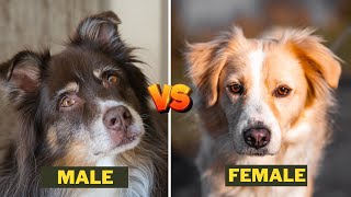 Male Australian shepherd Vs Female Australian shepherd Dog  Key Differences [upl. by Decrem994]