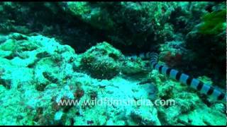 The sea snake Hydrophiinae [upl. by Airdnua]