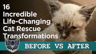 Rescue Cats Before And After Adoption  Heartwarming Pictures Of Lives Saved [upl. by Pompei]