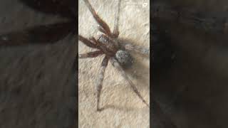 Journey insects worldwide Tegenaria ferruginea Spider close up [upl. by Oruntha]