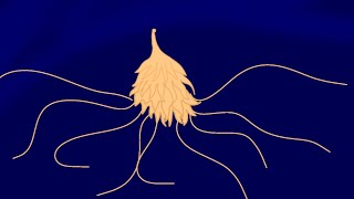 Siphonophore test animation ibis paint [upl. by Nazus]