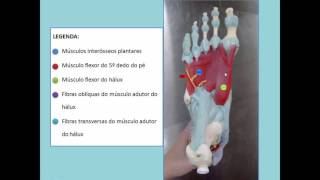 ANATOMIA MUSCULOS PE [upl. by Aenad]