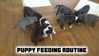 How We Feed Our American Pit Bully Puppies [upl. by Enilekcaj544]