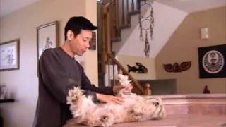 How To Position Your Dog For Grooming Legs And Belly [upl. by Kerianne]