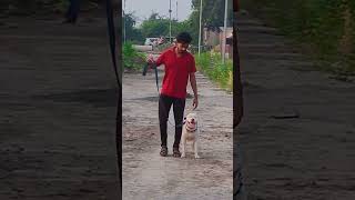 American bully Stay Traning dog pets short dog youtubeshorts shortvideo [upl. by Ynaiffit311]