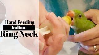 Hand feeding Indian ring neck parrot babies  Step by step bird hand feeding guide [upl. by Dnaletak]