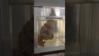 Anatomy museum 😧 [upl. by Hairym]