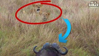 See How Buffalo Outsmart These Stalking Lions  Maasai Mara Safari  Zebra Plains [upl. by Nedroj]