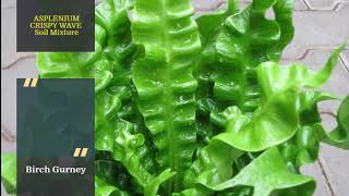 Asplenium Crispy Wave Care  Asplenium Crispy Wave Tips amp Tricks  Asplenium Crispy Wave Plant [upl. by Juetta579]