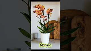 🌿20 Indoor Plants  Cute Air Purifying House Plants 🌿 [upl. by Tonia]