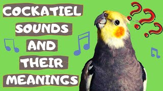 Cockatiel Sounds and Their Meanings [upl. by Ivers]