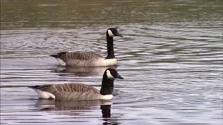 A Walk Around RSPB Geltsdale Cumbria [upl. by Hcirdla689]