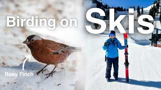 I Went Birding on Skis at Alta Ski Resort [upl. by Ydeh]