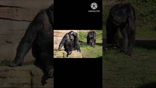 Life Style of Gorilla facts knowledge interestingfacts shortsfeed animals shortsyoutube short [upl. by Burrton585]