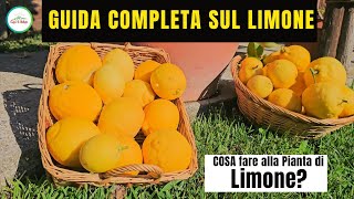 Come Coltivare Il Limone  GUIDA COMPLETA SUI LIMONI  quotCura La Naturaquot [upl. by Norej]