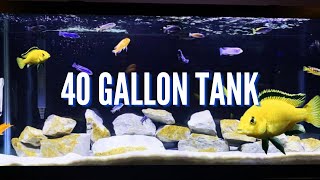 Top 5 Cichlid Tank Setups for a 40 Gallon Aquarium [upl. by Enrobialc239]