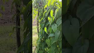 yams dioscorea yam horticulture [upl. by Htez]