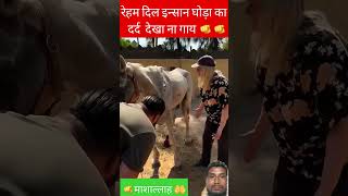 रेहम दिल इन्सान घोड़ा का दर्द देखा ना गाय 🫵🫵youtubeshorts shorts shortvideos hourspain [upl. by Frans493]