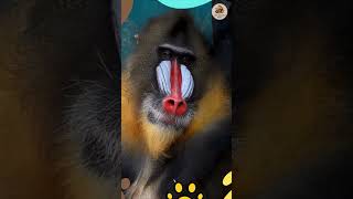 Animal Sounds Mandrill shorts animalsounds funnyanimals animals 58  LOVE ANIMALS DAILY [upl. by Atined476]