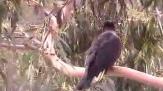 Wild YellowTailed Black Cockatoos [upl. by Anival91]