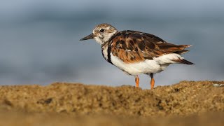 חופמאים בחוף  Shorebirds on the shore [upl. by Nauqyaj]