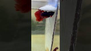 After releasing the female betta fish 🙀🥰 shorts bettafish breeding [upl. by Rebmik]