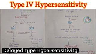 Type 4 Hypersensitivity [upl. by Keith]