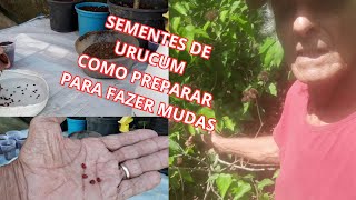 Como plantar sementes de URUCUM [upl. by Charbonneau]