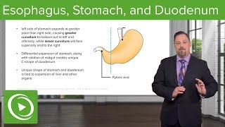 Foregut Development Esophagus amp Stomach – Embryology  Lecturio [upl. by Nalek]