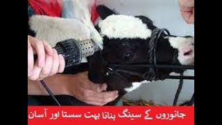 CALF DEHORNING WITH ELECTRIC DEHORNOR  PART 2  DRSAJID MEHMOOD [upl. by Nihhi]