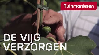 Vijg Ficus carica verzorgen hoe doe je dat  Tuinmanieren [upl. by Schoof]